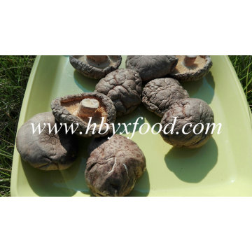 Wholesale Dried Vegetable Smooth Shiitake Mushroom